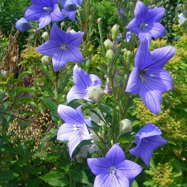 Balloon Flower Seeds – Platycodon grandiflorus (Toraji) Perennial