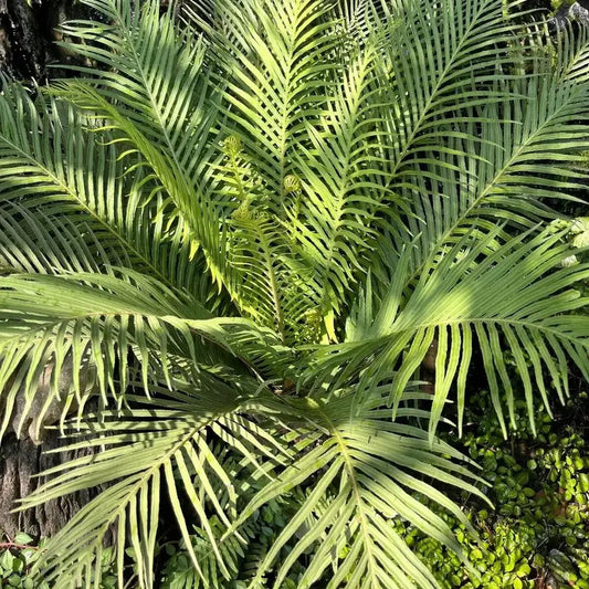 5 Bamboo Palm - Chamaedorea Seifrizii Seeds