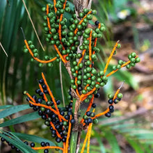 5 Bamboo Palm - Chamaedorea Seifrizii Seeds