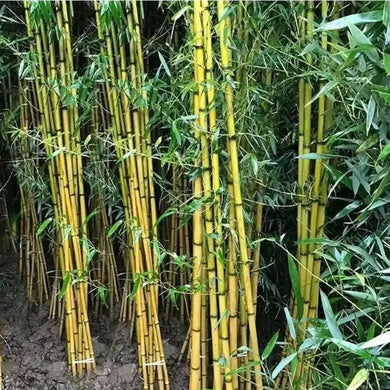 50 Bamboo Vulgaris Schrad Seeds