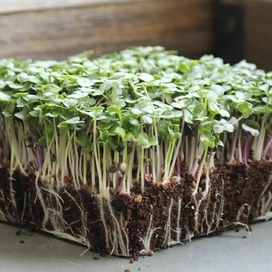 Nutritious Basic Salad Mix microgreens with roots and soil