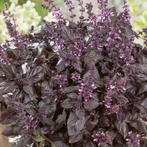 200 Basil Herb Seeds | Non-GMO
