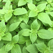 200 Basil Herb Seeds | Non-GMO