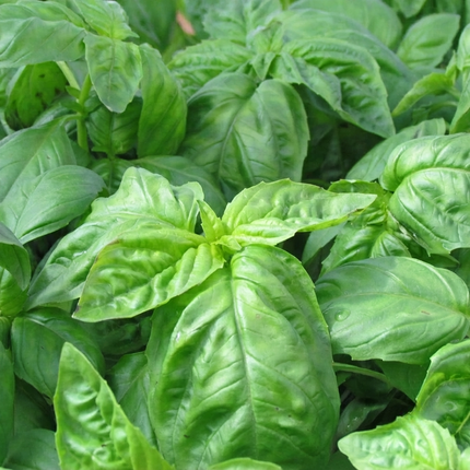 Basil Seeds producing lush, fragrant green basil leaves, perfect for herb gardens, containers, fresh cooking, and pesto recipes. Seed World