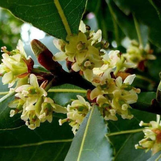 Close-up of green flowers and leaves on a branch