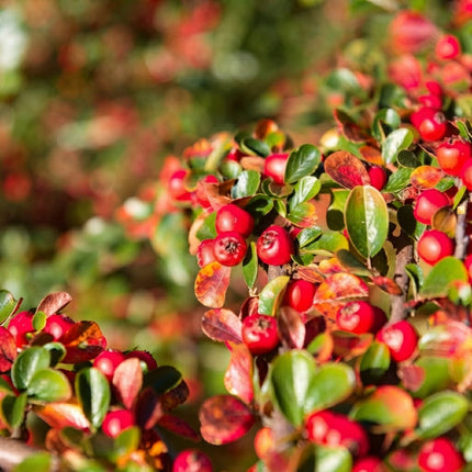Bearberry (Arctostaphylos uva-ursi) shrub with glossy evergreen leaves and clusters of bright red berries in autumn. Seed World