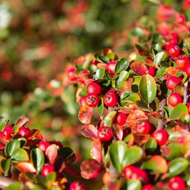 Bearberry (Arctostaphylos uva-ursi) shrub with glossy evergreen leaves and clusters of bright red berries in autumn. Seed World
