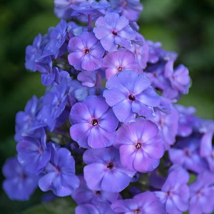Beauty Blue Phlox with dense clusters of vibrant blue-violet flowers featuring soft purple tones and dark centers. Seed World