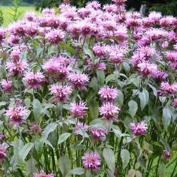 1000 Bee Balm - Wild Bergamot Seeds