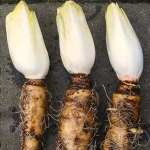 500 Organic Belgian Endive Seeds