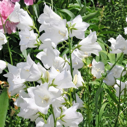 Bellflower Campanula Persicifolia White Seeds – elegant pure white bell-shaped perennial flowers on tall stems, ideal for cottage gardens, borders and cut flower gardens. Seed World