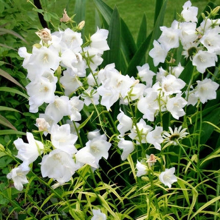 250 White Peach Leaf Bellflower Seeds – Campanula Persicifolia