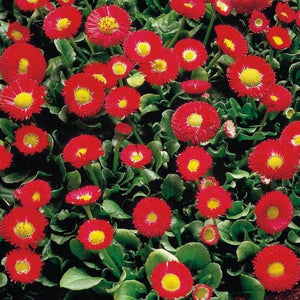 50 Galaxy Red Bellis Seeds