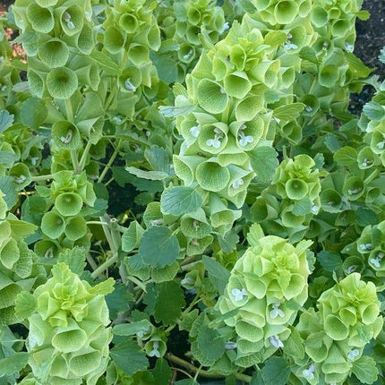 Close-up of green leafy plants with water droplets on a natural background