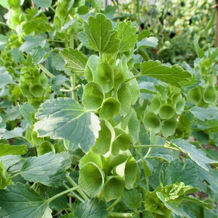 Green leafy plants in a garden setting