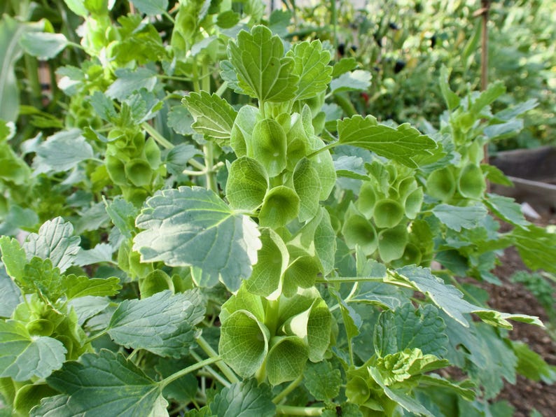 Green leafy plants in a garden setting