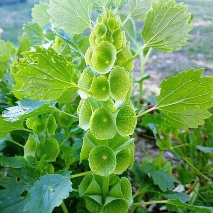 Green plant with unique flower structure in a natural setting