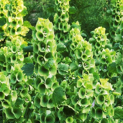 Close-up of green plant with bell-shaped flowers in a natural setting