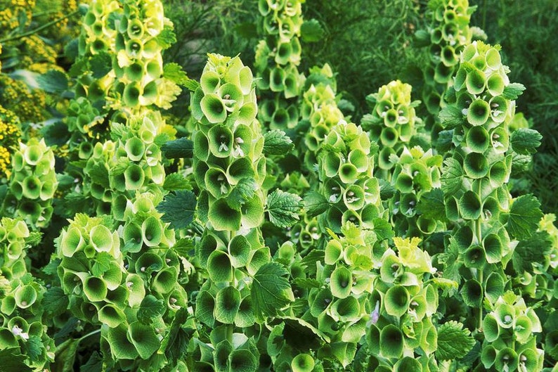 Close-up of green plant with bell-shaped flowers in a natural setting