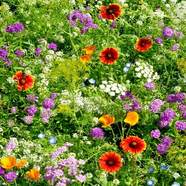 Vibrant native wildflowers blooming in a garden, including yellow, orange, and green buds, ideal for attracting beneficial insects and pollinators. Seed World