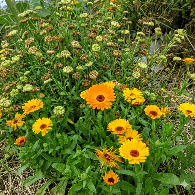 Colorful native wildflower mix with red, purple, white, and orange blooms, creating a lush habitat to attract beneficial insects and pollinators. Seed World