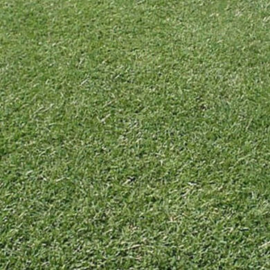 Bermuda Triangle Grass Seeds - 2 Lbs.