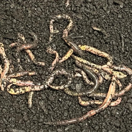 Best Organic Worm Castings Soil Enhancer – Odorless Natural Fertilizer