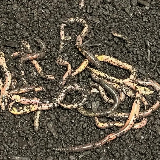 Best Organic Worm Castings Soil Enhancer – Odorless Natural Fertilizer