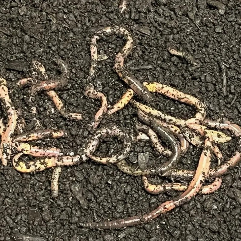 Best Organic Worm Castings Soil Enhancer – Odorless Natural Fertilizer