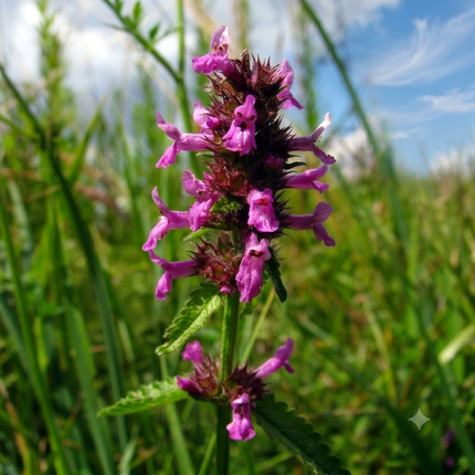Purple Betony flowers (Stachys officinalis) blooming in a lush green garden, perfect for attracting pollinators and enhancing herbal gardens. Seed World