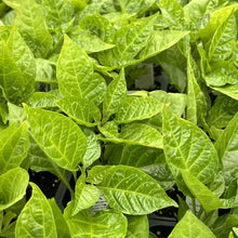 Bhut Jolokia Ghost Pepper – 3 Live Plants | Super Hot