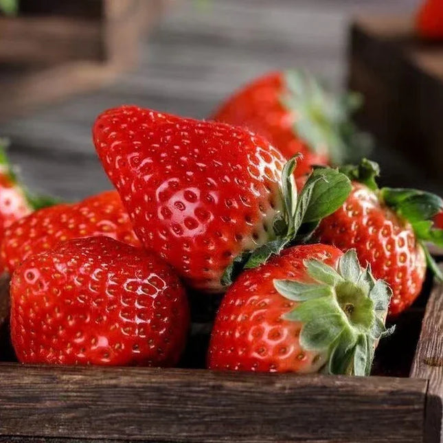 Harvested strawberries in a wooden box — parent-type reference