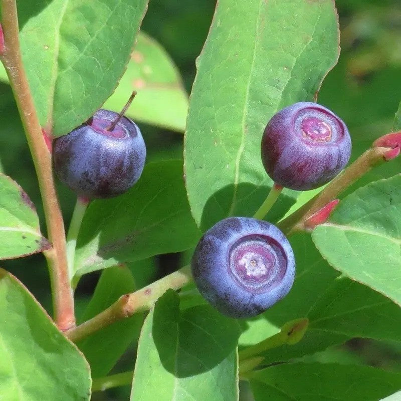 Close-up of blueberries on a branch with green leaves.