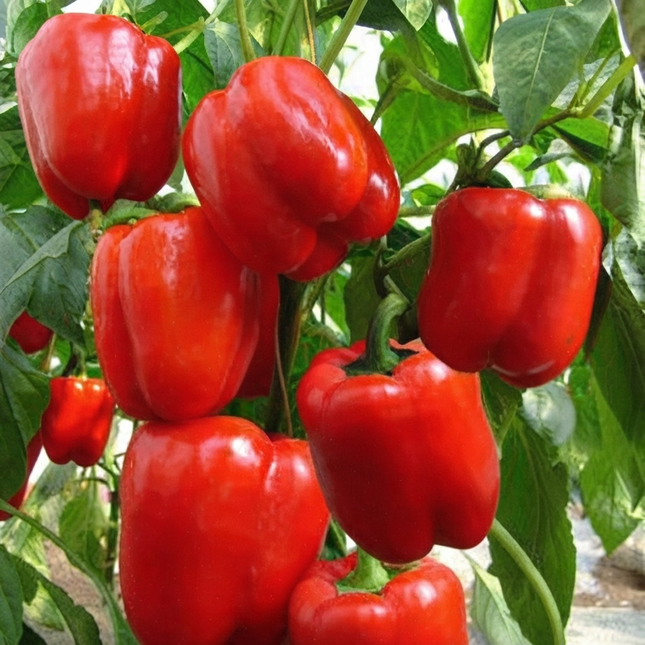Fresh, vibrant Big Red sweet bell peppers on the plant, showcasing glossy red skin and healthy green leaves, perfect for gardening or cooking. Seed World