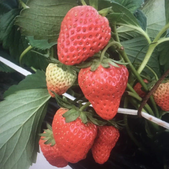Strawberries growing on a plant — selected parent-type reference
