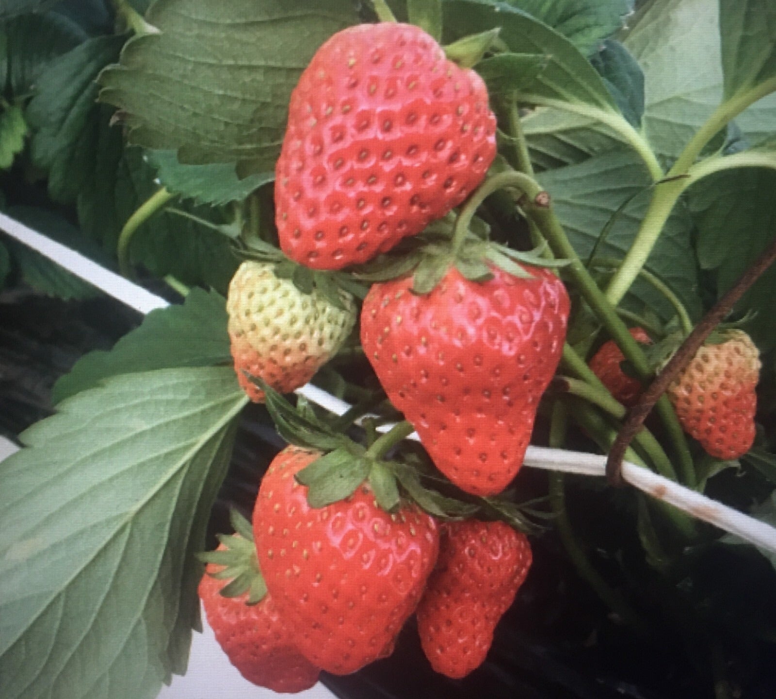 Strawberries growing on a plant with green leaves