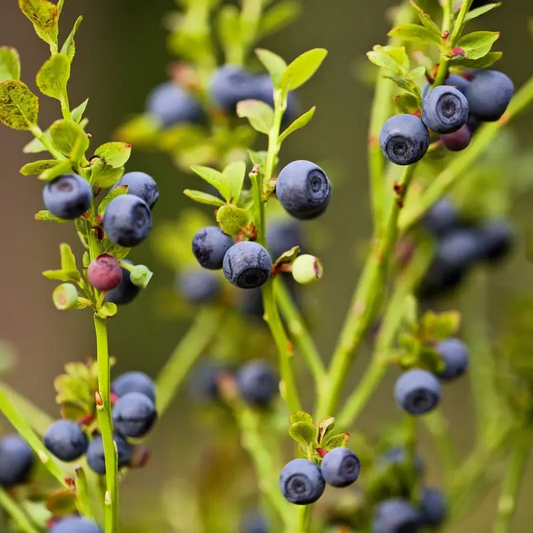 20 Common Bilberry Dwarf Shrub Seeds