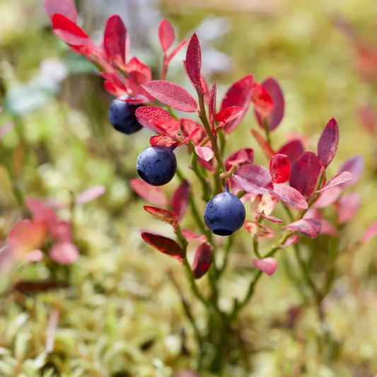 20 Common Bilberry Dwarf Shrub Seeds