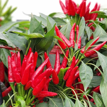 Red chili peppers growing on a plant with green leaves.