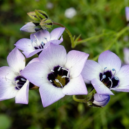 A close-up photograph of light purple and white star-shaped flowers with dark centers, growing among green leaves outdoors.