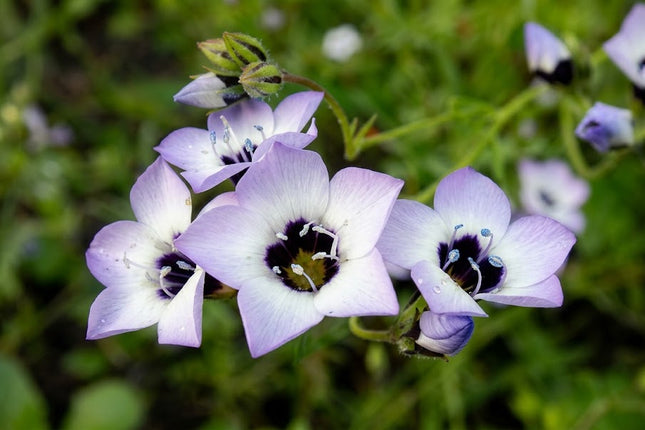 A close-up photograph of light purple and white star-shaped flowers with dark centers, growing among green leaves outdoors.