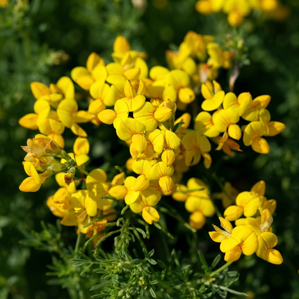 2500 Bird’s Foot Trefoil Seeds – Lotus Corniculatus | Hardy Yellow Wildflower