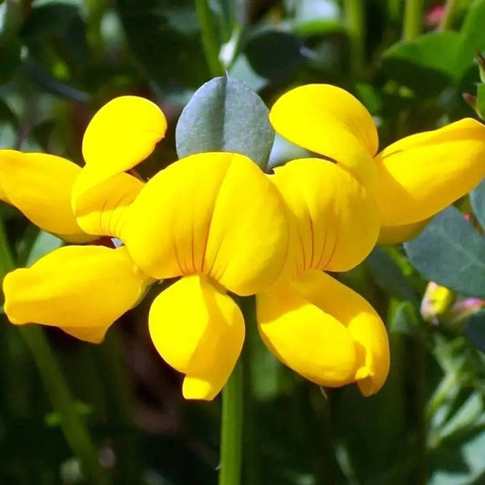Close-up of Bird’s Foot Trefoil yellow bloom from Lotus corniculatus seeds