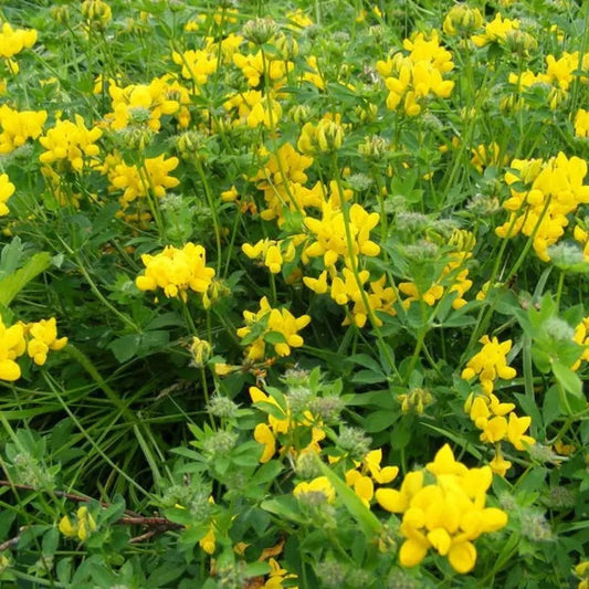 Bird’s Foot Trefoil seeds growing into bright yellow ground cover flowers