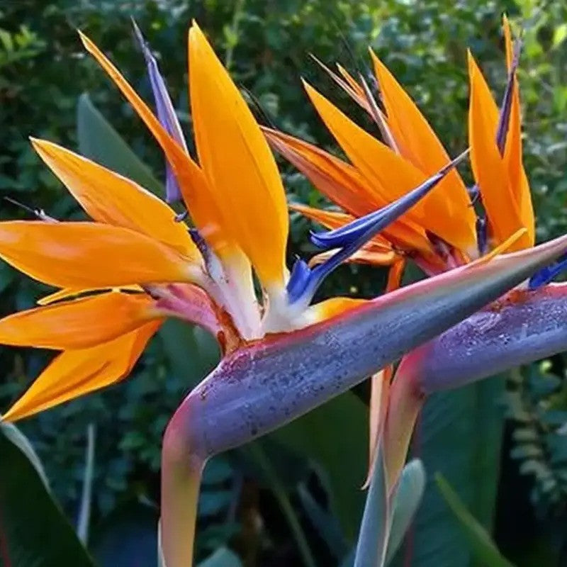 Pair of Bird of Paradise flowers with bright orange petals and blue accents