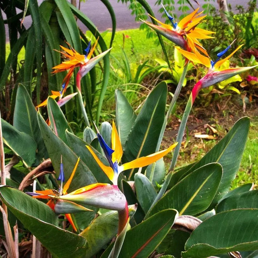 Orange Bird of Paradise tropical flowers with striking orange and blue blooms