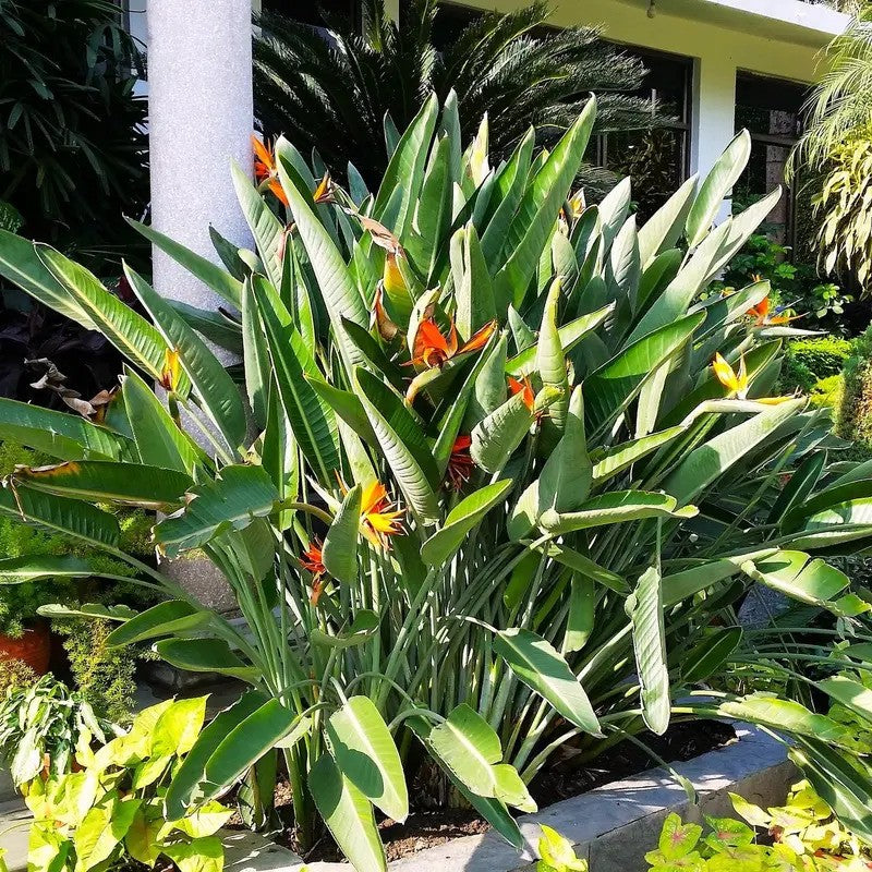 Lush Bird of Paradise plant with tall evergreen foliage and vibrant flowers