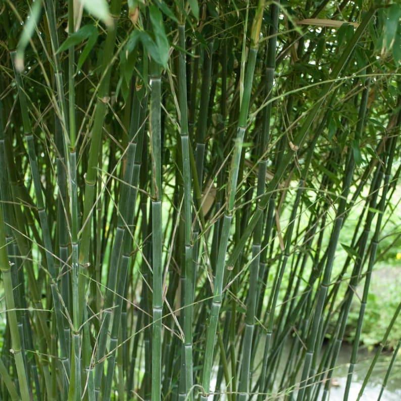 Close-up of green bamboo stalks with a blurred background