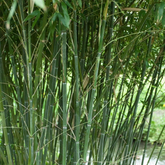 Close-up of green bamboo stalks with a blurred background