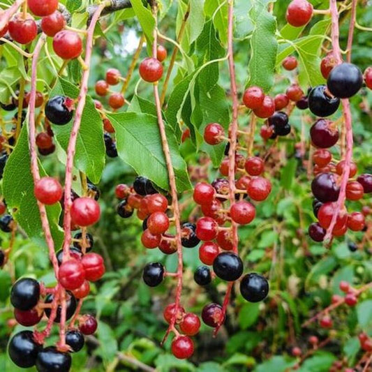 15 Black Cherry Tree Seeds - Prunus Serotina